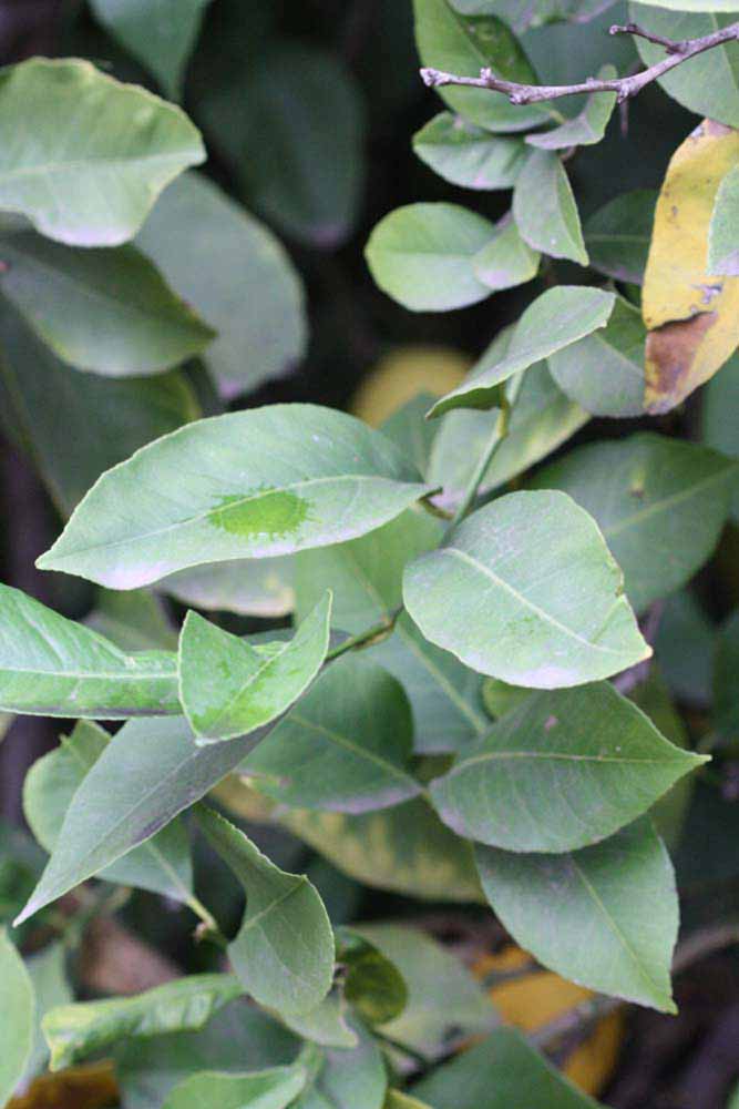               Sun leaves (Monroe, Riverside, CA)   